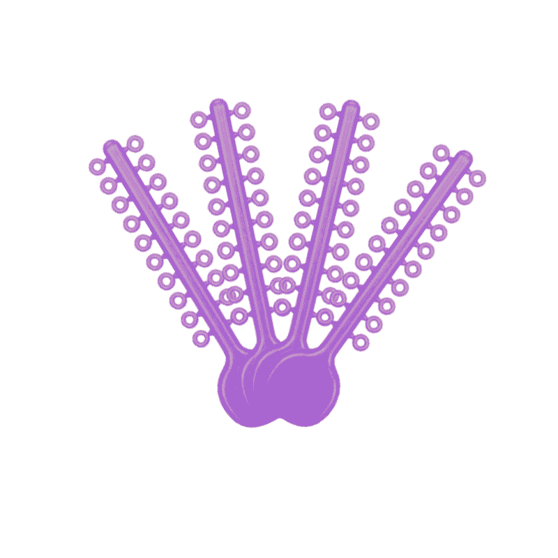 Ligadura Elastica Ortodoncia